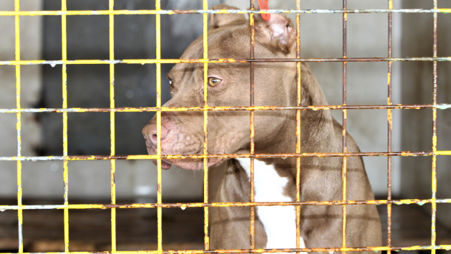 Van'da terk edilen 14 Pitbull barınağa alındı